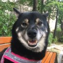 퍼피 앤 이미지