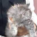 대전고양이분양 비비냥 | 대전 동양 애견에서 만난 우리 집 새 가족, 노르웨이 숲 고양이 🐱대전은행동 노르웨이숲 분양 후기...