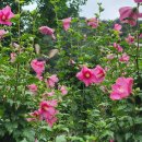 무궁화수목원 이미지