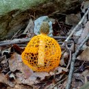 망태버섯(Phallus indusiatus) 이미지