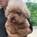견인지역애견운동장유치원