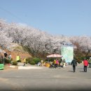 사천 선진리성의 벚꽃 구경 이미지