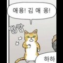 손애용