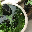 연못가든 이미지