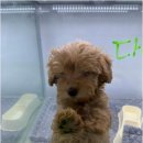 버디독 강아지분양 안심분양센터 김포점 이미지