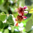 조아조아 이미지