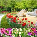 TULIP이 함게하는 신구대 식물원과 분당 중앙공원의 봄 풍경(4/22). 이미지