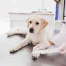 츄츄 동물병원 이미지