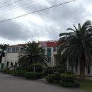 꿈에본꽃돼지 이미지