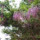 영주식당 이미지