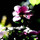 화원유원지 이미지