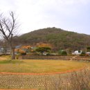 큰꽃지천 이미지