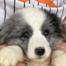 폼스하우스 이미지