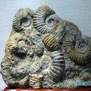 화석【fossil,化石】 이미지