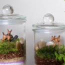 (원데이) 나만의 작은 숲, 테라리움 이미지