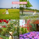 제주 보롬왓 5월 6월 여행지 제주도 네모필라 수국 메밀 국내 우정 여행 추천