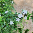 늘푸른숲 이미지