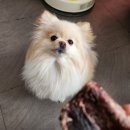 반려반상 이미지