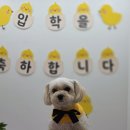 러닝독 스테이 이미지