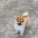 갈매독 애견유치원 | [갈매독] 퇴계원 애견 유치원 강아지가 좋아해요 !