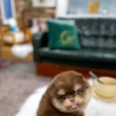 일산 강아지분양 스마트독 이미지