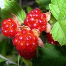 사랑의연리근 이미지