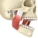 광교고은e치과의원 | 광교고은e치과에서 이갈이 자가진단 방법을 알려드려요