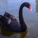 Black swan risk rises to highest level ever 이미지