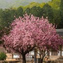 국내 겹벚꽃 명소 3곳 추천 :: 순천 선암사, 용인 은성사, 전주 완산칠봉꽃동산 이미지