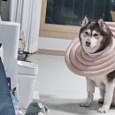 우리동물메디컬센터 | 강아지 간종양·항문낭종양 CT검사 및 수술 후기 (24시 우리들 동물 메디컬센터)