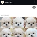 보니또따 이미지