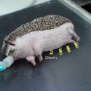 힐링동물병원 이미지