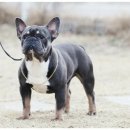 프불리하우스 이미지