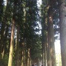 다원무인텔 | 전라남도 여행, 보성 녹차밭 대한다원