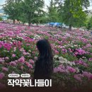 보현산농장 | 영천 작약축제 꿀팁 작약꽃밭 위치 실시간