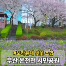 우천 공중화장실 | 부산 동래역 온천천 시민공원 보라 유채 벚꽃 실시간 산책 후기