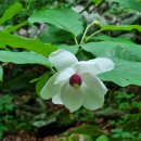 곰배령주차장 이미지