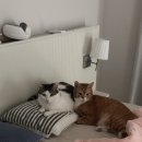 보담동물병원 | 고양이 항암치료 1년 팔라디아 비만세포종 완치 (라고 할까..) 후기