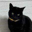 한국고양이혈액센터 이미지