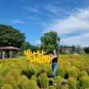 마포-상암-마포-647 | 주간일기챌린지 (부제:상암 하늘공원 억새는 아직)