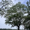 카페포치(cafe Porch) 이미지