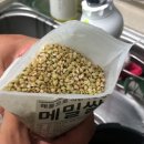 메밀꽃 유채향 네이버블로그