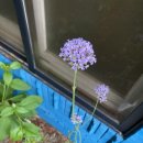 안나앤폴 이미지