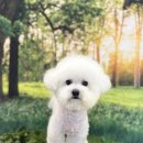 뽀송뽀송 강아지 미용실 이미지