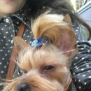 멍멍이랑 사랑하기 이미지