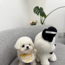 소문켄넬 이미지