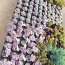 명원농장 이미지