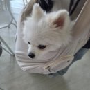 침  령 | 가을은 독사의 계절