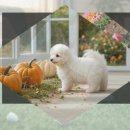 가평축산농협 동물병원 | 가평 꼬똥드툴레아분양 급하게 진행하며 알게 된 현실