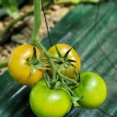 영희농장2 이미지